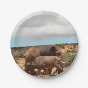 Afrikaanse Wildlife Fotografie Olifant Buffalo Papieren Bordje