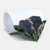 Afrikaanse Wildlife Fotografie Olifant Grote oren