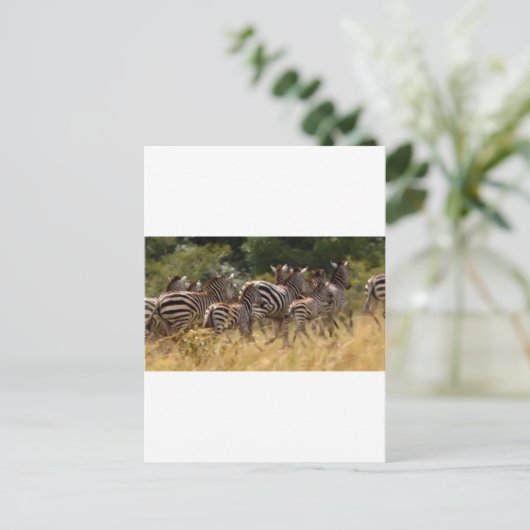 Afrikaanse Zebra coole spullen Briefkaart (Staand voorkant)