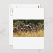 Afrikaanse Zebra coole spullen Briefkaart (Voorkant / Achterkant)
