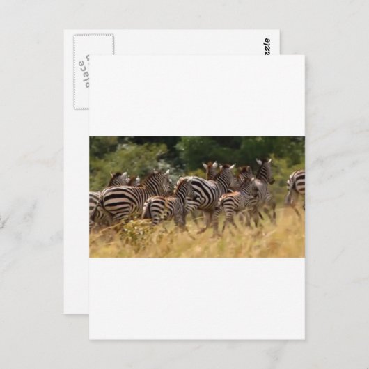 Afrikaanse Zebra coole spullen Briefkaart (Voorkant / Achterkant)