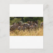 Afrikaanse Zebra coole spullen Briefkaart (Voorkant)