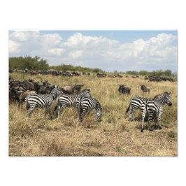 Afrikaanse zebra foto-afdruk foto afdruk