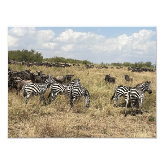 Afrikaanse zebra foto-afdruk foto afdruk (Voorkant)