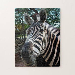 Afrikaanse Zebra. Legpuzzel