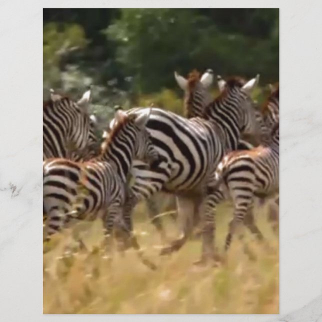 Afrikaanse zebra-migratiesafari (Voorkant)