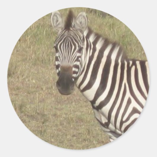 Afrikaanse Zebra Ronde Sticker (Voorkant)
