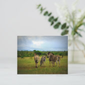 Afrikaanse Zebras in een natuurlijke omgeving Briefkaart (Staand voorkant)