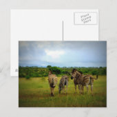 Afrikaanse Zebras in een natuurlijke omgeving Briefkaart (Voorkant / Achterkant)