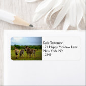 Afrikaanse Zebras in een natuurlijke omgeving Etiket (Insitu)