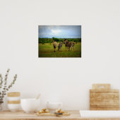 Afrikaanse Zebras in een natuurlijke omgeving Poster (Keuken)