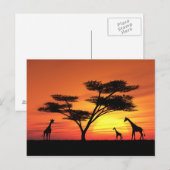 Afrikaanse zonsondergang briefkaart (Voorkant / Achterkant)