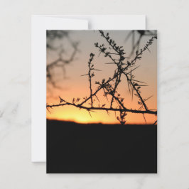 Afrikaanse zonsondergang met doornig acaciaboom si feestdagenkaart