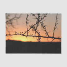 Afrikaanse zonsondergang met doornig acaciaboom si