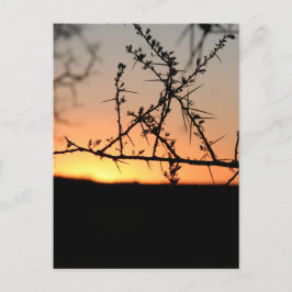 Afrikaanse zonsondergang met silhouet van doornige feestdagenkaart