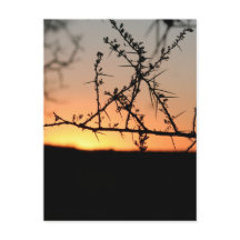 Afrikaanse zonsondergang met silhouet van doornige