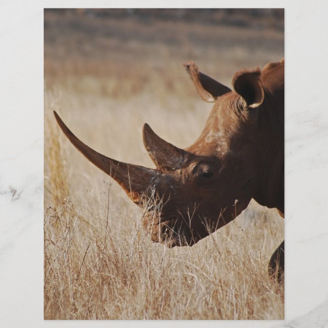 Afrikaanse zwarte neushoorn met grote hoorns (Voorkant)