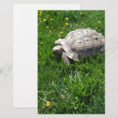 Afrikaanse zwavelschildpad briefpapier (Voorkant / Achterkant)