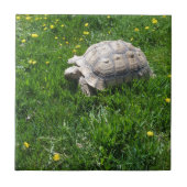 Afrikaanse zwavelschildpad tegeltje (Voorkant)