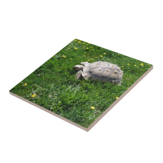 Afrikaanse zwavelschildpad tegeltje (Zijkant)