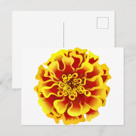 Afrikaantje Briefkaart (Voorkant / Achterkant)