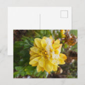 Afrikaantje in de sneeuw briefkaart (Voorkant / Achterkant)