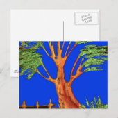 Afrika's Acacia Beauty: Serengeti Serenity. Briefkaart (Voorkant / Achterkant)