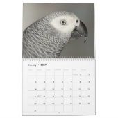 Afro Gray Parrot 2015, aangepast gedrukt kalender (Jan 2027)