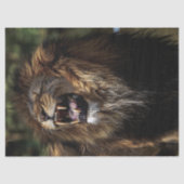 Afschilderen van olie van Afrikaanse mannetjesbran Tissuepapier (Voorkant)