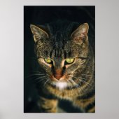 AFSLUITING FOTOGRAFIE VAN GRAY TABBY CAT POSTER (Voorkant)