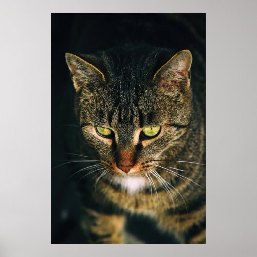 AFSLUITING FOTOGRAFIE VAN GRAY TABBY CAT POSTER (Voorkant)