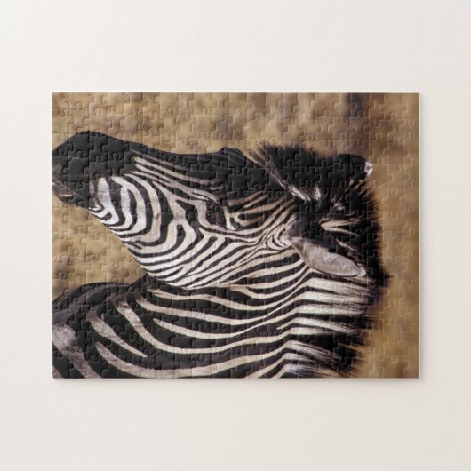Afsluiting portret van een Zebra - Zimbabwe, Afrik Legpuzzel (Horizontaal)