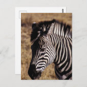 Afsluiting portret van een Zebra - Zimbabwe Briefkaart (Voorkant / Achterkant)
