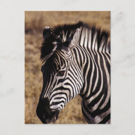 Afsluiting portret van een Zebra - Zimbabwe Briefkaart