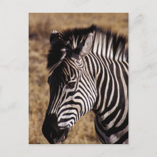Afsluiting portret van een Zebra - Zimbabwe Briefkaart