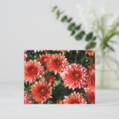 Afsluiting van chrysanthemum-plant briefkaart (Staand voorkant)