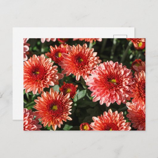 Afsluiting van chrysanthemum-plant briefkaart (Voorkant / Achterkant)