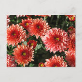 Afsluiting van chrysanthemum-plant briefkaart (Voorkant)