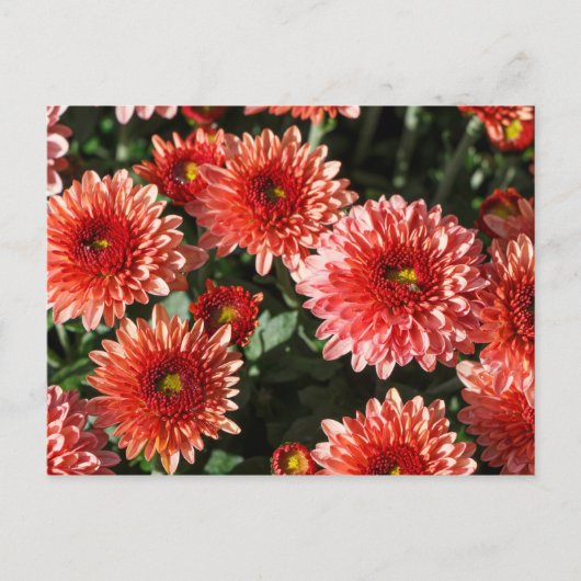Afsluiting van chrysanthemum-plant briefkaart (Voorkant)