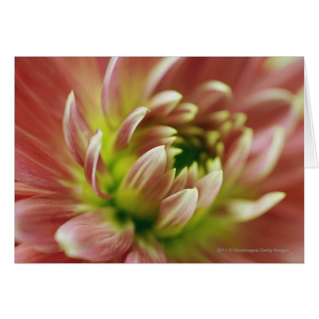 Afsluiting van een bloem (Voorkant Horizontaal)