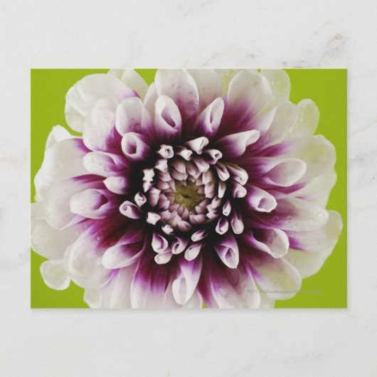 Afsluiting van een bloem 2 briefkaart (Voorkant)