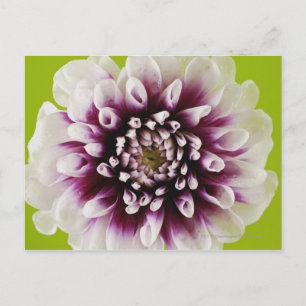 Afsluiting van een bloem 2 briefkaart