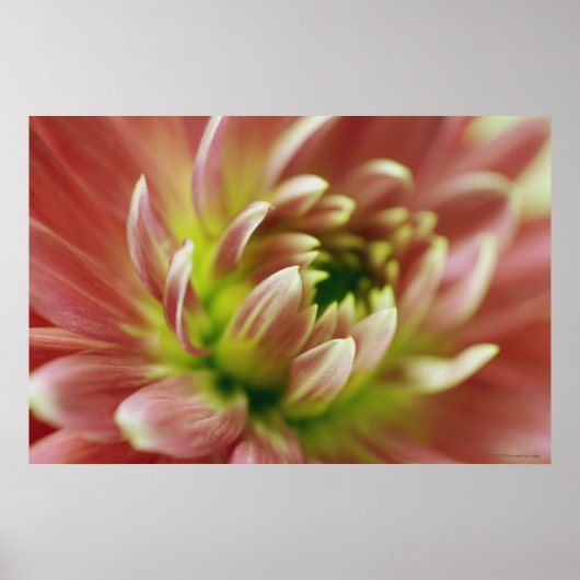 Afsluiting van een bloem 2 poster (Voorkant)