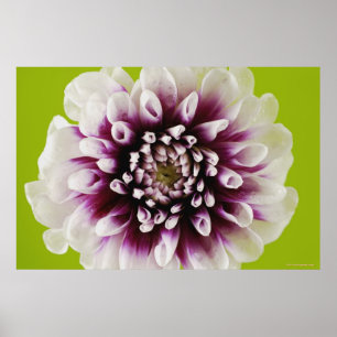 Afsluiting van een bloem poster