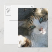 Afspeelbaar Kat Briefkaart (Voorkant / Achterkant)