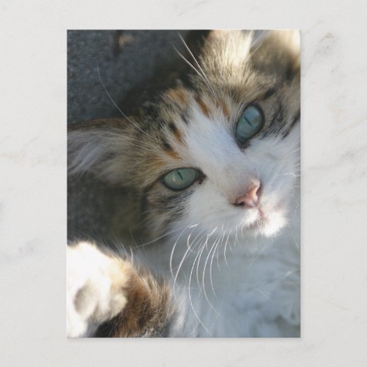 Afspeelbaar Kat Briefkaart (Voorkant)