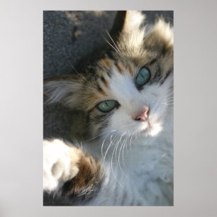 Afspeelbaar Kat Poster