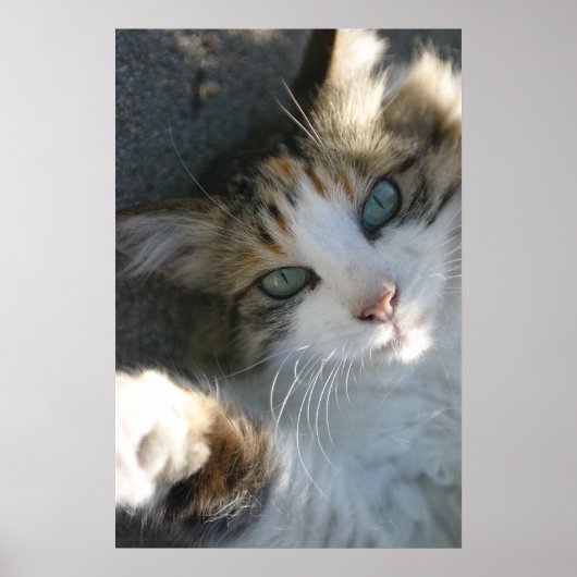 Afspeelbaar Kat Poster (Voorkant)