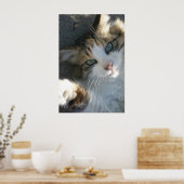 Afspeelbaar Kat Poster (Keuken)
