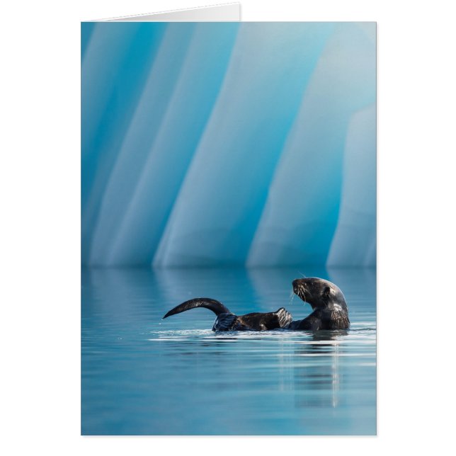 Afspeelbaar Zee Otter (Voorkant)